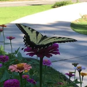 Meet your Posher, Michelle